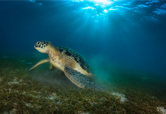 Turtle in sea grass by Maziar Momtazi