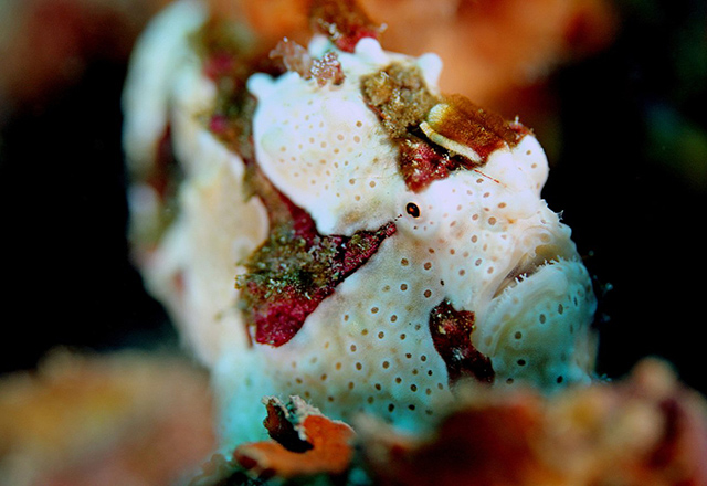 Warty Clown Frog Fish by Alex Suh